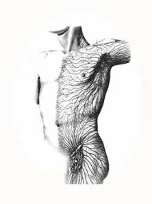 The Superficial Lymph Circulation of the Torso Illustration from Bruno Chikly, MD
